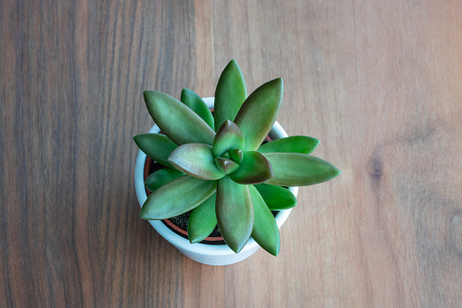 succulent, closeup top view beautiful green succulent cactus in small pot on wooden table or background or surface with copy space. small cactus in white pot on wooden table. house plant concept