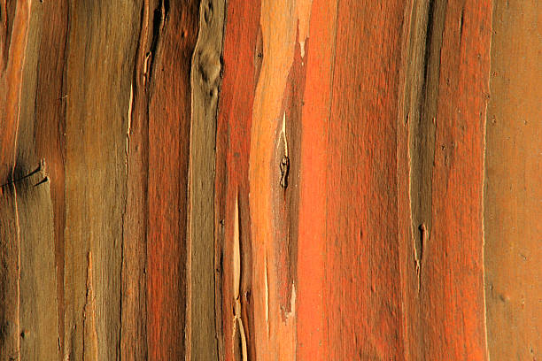 Eucalyptus Tree Bark Colourful bark on a eucalyptus tree in Australia. outback photos stock pictures, royalty-free photos & images