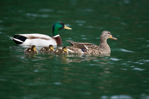 Mother and father mallard escort their little family on a training cruise. Male is intentionally soft with depth of field effect to emphasize female and ducklings.