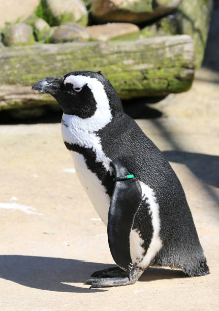 istock Cute Penguin standing by The Pool at local Zoo 1739317379