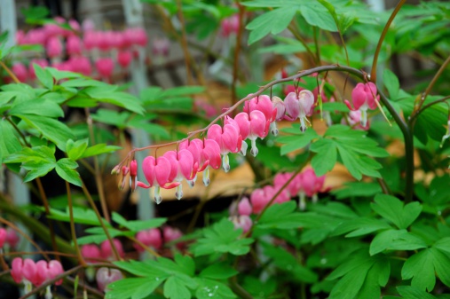 bleeding hearts.  pink flowers on a wet day