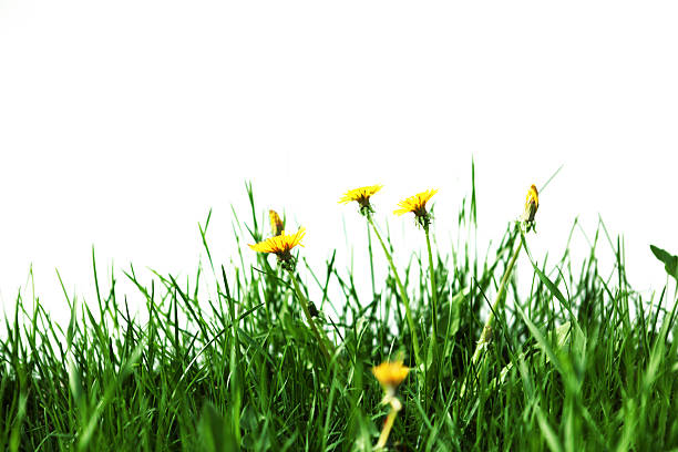 relva e dandelions - blade of grass grass isolated white imagens e fotografias de stock