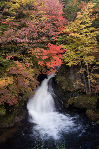 autumnal japanese waterfall in a forest