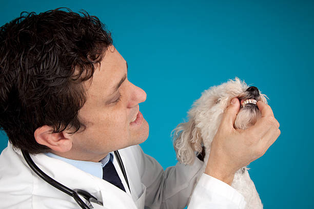 veterinario con cane - male1 foto e immagini stock