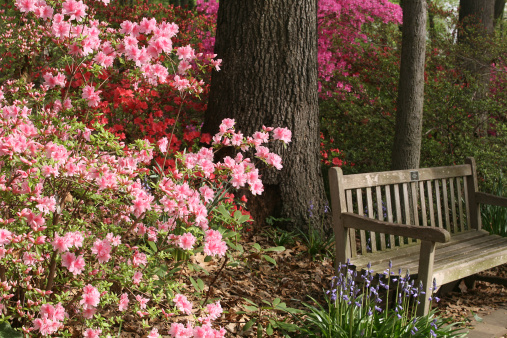 garden bench naturally lit in a beautiful spring woodland garden