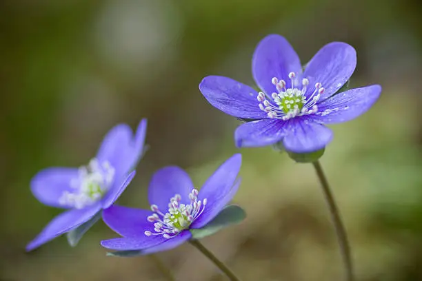 "Common hepatica, spring flower - aka kidneywort, liverwort (Hepatica nobilis)."
