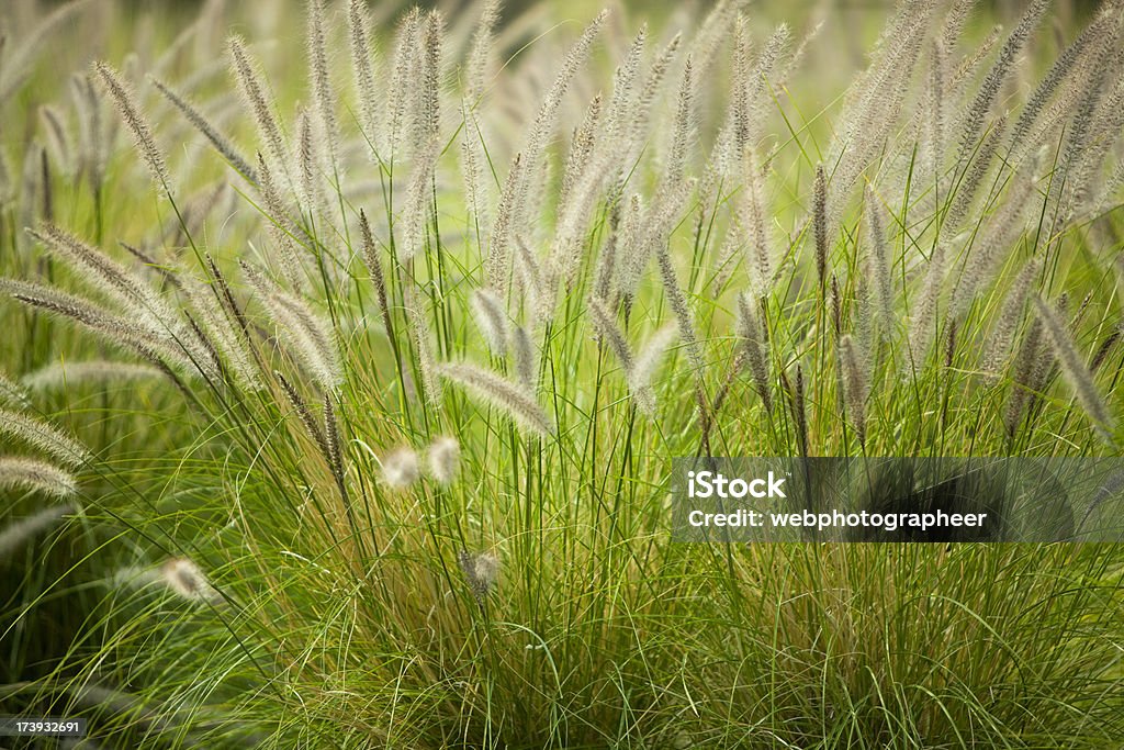 Plante sauvage de - Photo de Absence libre de droits