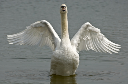 White swan floating on dark blue water. Mute Swan at sunset. Romance. Seasonal postcard. Happy Valentine's day. Close beautiful swan swimming in the Lake