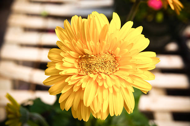 Gerbera Daisy stock photo