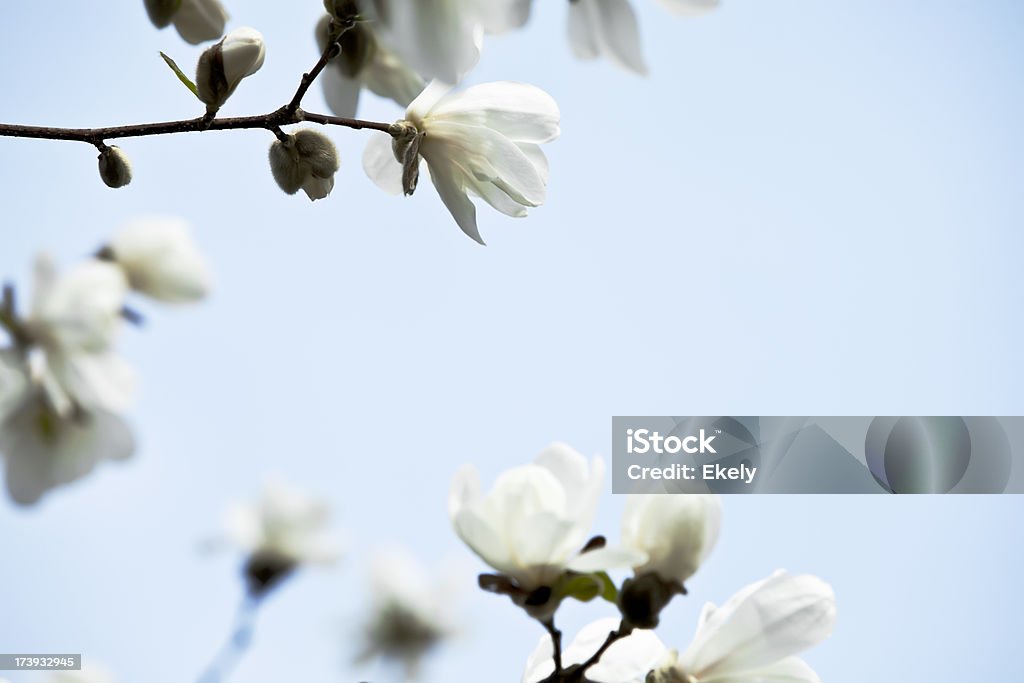 Branches with white magnolia flowers against sky  in spring. Purple magnolia flowers in spring. Back Lit Stock Photo