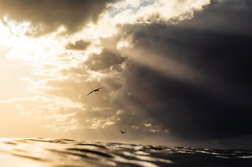 Sunrise storm with birds flying and dramatic light rays reflecting off the surface of the ocean in golden light.