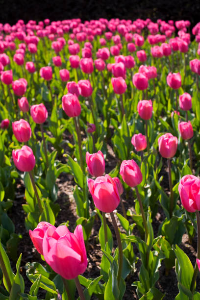 Tulipa rosa 05 - foto de acervo