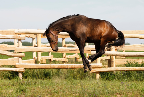 A happy horse jumping in a brand new corral, enjoying the summer sun. Canon Eos MarkIII.