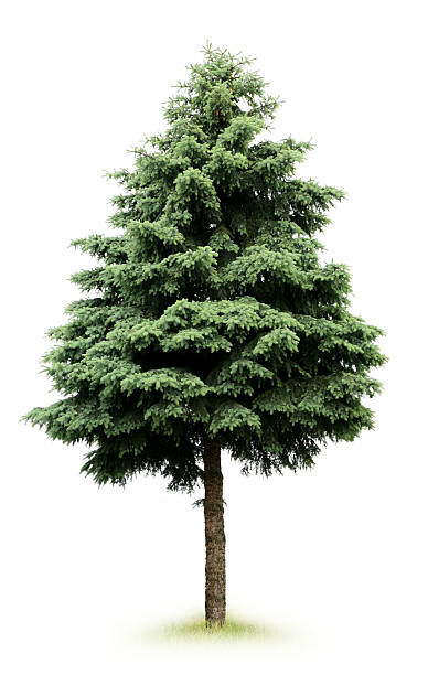 árbol - pino fondo blanco fotografías e imágenes de stock