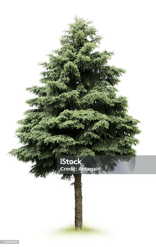 Albero - Foto stock royalty-free di Pino