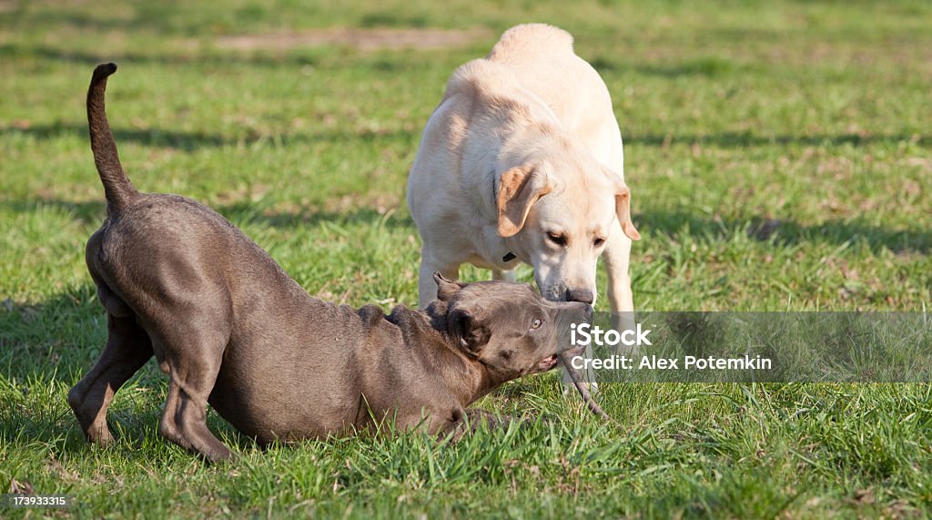labrador retriever play with pitbull terrier Dog Stock Photo