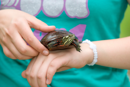Shown here is a young girl holding a painted turtle on the back of her hand.