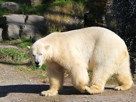 White Polar Bear walking outside the Pool to get dry at Local Zoo in Hanover, Germany