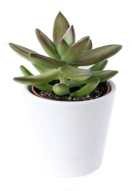 istock side view succulent cactus in pot isolated on white background 1739335397