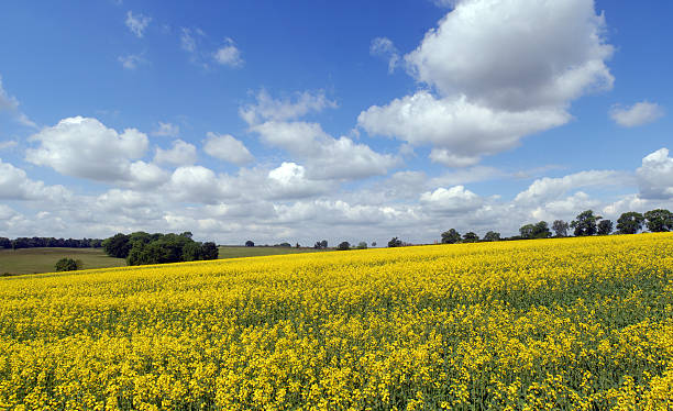 istock English countryside. 173933575
