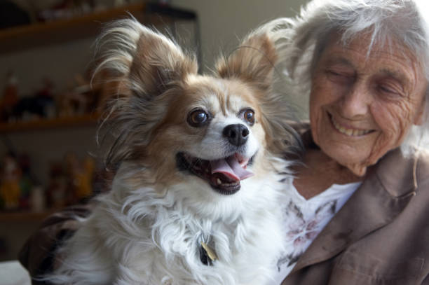 istock Papillon dog with owner 173933591