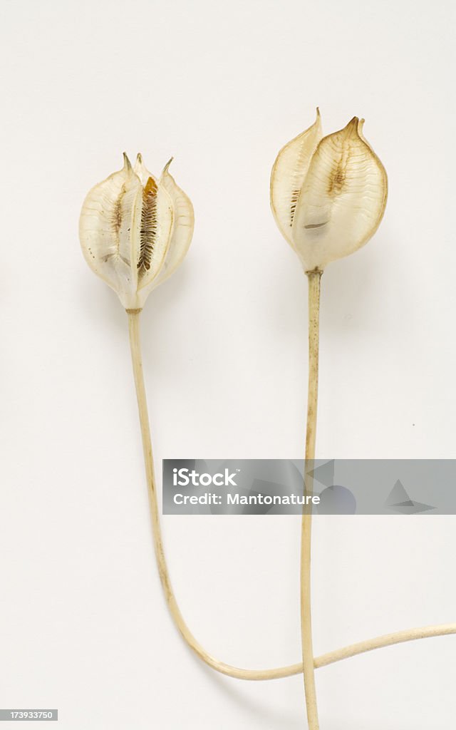 Białe nasiona strąków w Tarda Tulip (T. dasystemon - Zbiór zdjęć royalty-free (Abstrakcja)