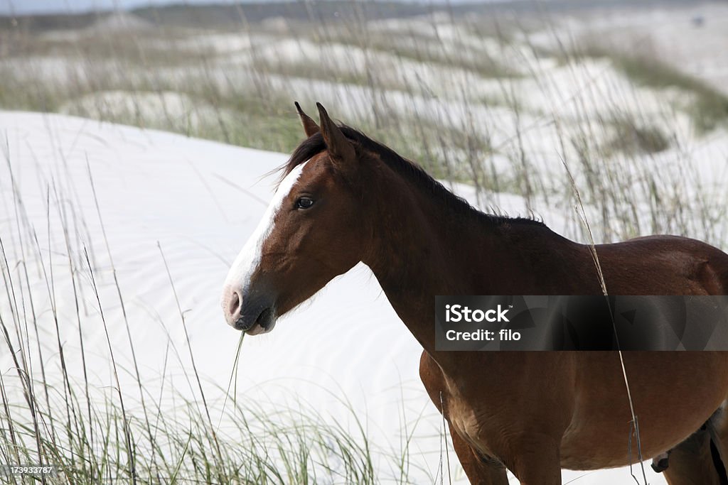 Wild Horse - Foto de stock de Aire libre libre de derechos