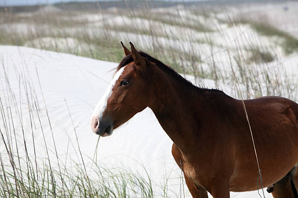 wild horse - sand dune cumberland island beach sand foto e immagini stock