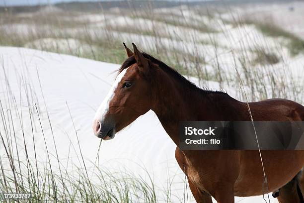 Wild Horse - Fotografie stock e altre immagini di Ambientazione esterna - Ambientazione esterna, Animale, Animale selvatico