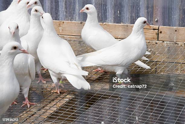 Branco Homing Pombos - Fotografias de stock e mais imagens de Aberto - Aberto, Acessibilidade, Andar