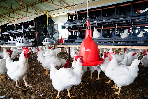 White chickens inside a poultry farm displaying their feeder and house.