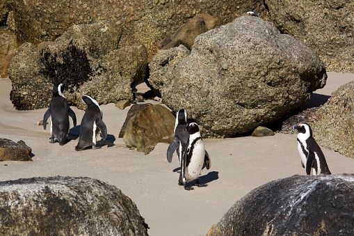 Super-sharp Photo of Black-footed penguin at Boulders Beach,  South Africa, taken with Medium Format and prime lens