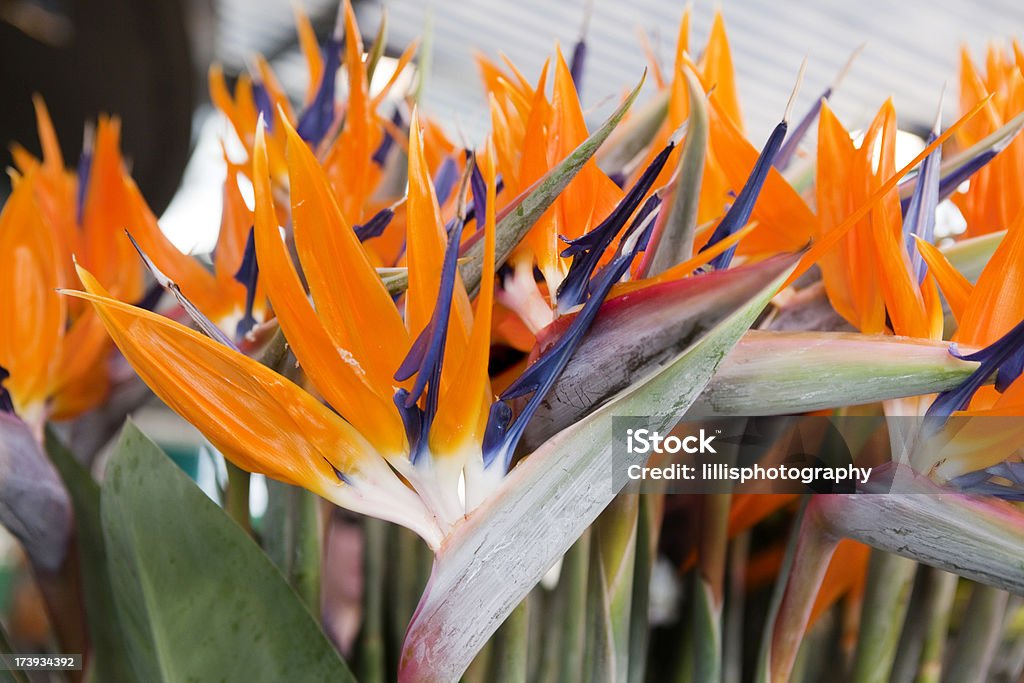 Uccello del paradiso fiori mercato di Amsterdam - Foto stock royalty-free di Esotismo