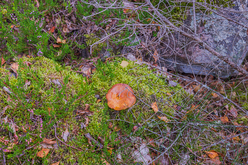 View of mushroom growing in autumn forest.
