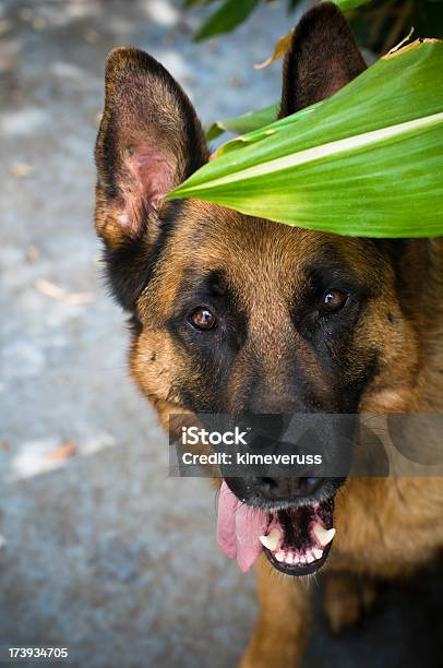 Perro Pastor Alemán Mirando A La Cámara Foto de stock y más banco de imágenes de Animal - Animal, Enfoque diferencial, Foco - Técnica de imágenes