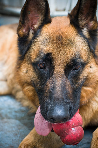 Dog German Shepherd chewing dirty dog toy in a photo with shallow depth of field.See ‘Dog’s with Personality’ Collection