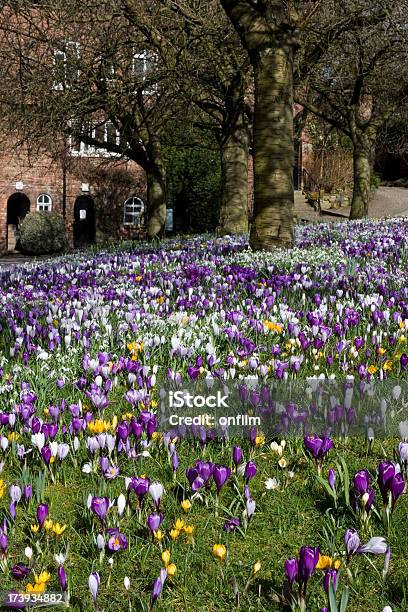 Krokus I Snowdrops - zdjęcia stockowe i więcej obrazów Wiosna - Wiosna, Manchester - Anglia, Przebiśnieg