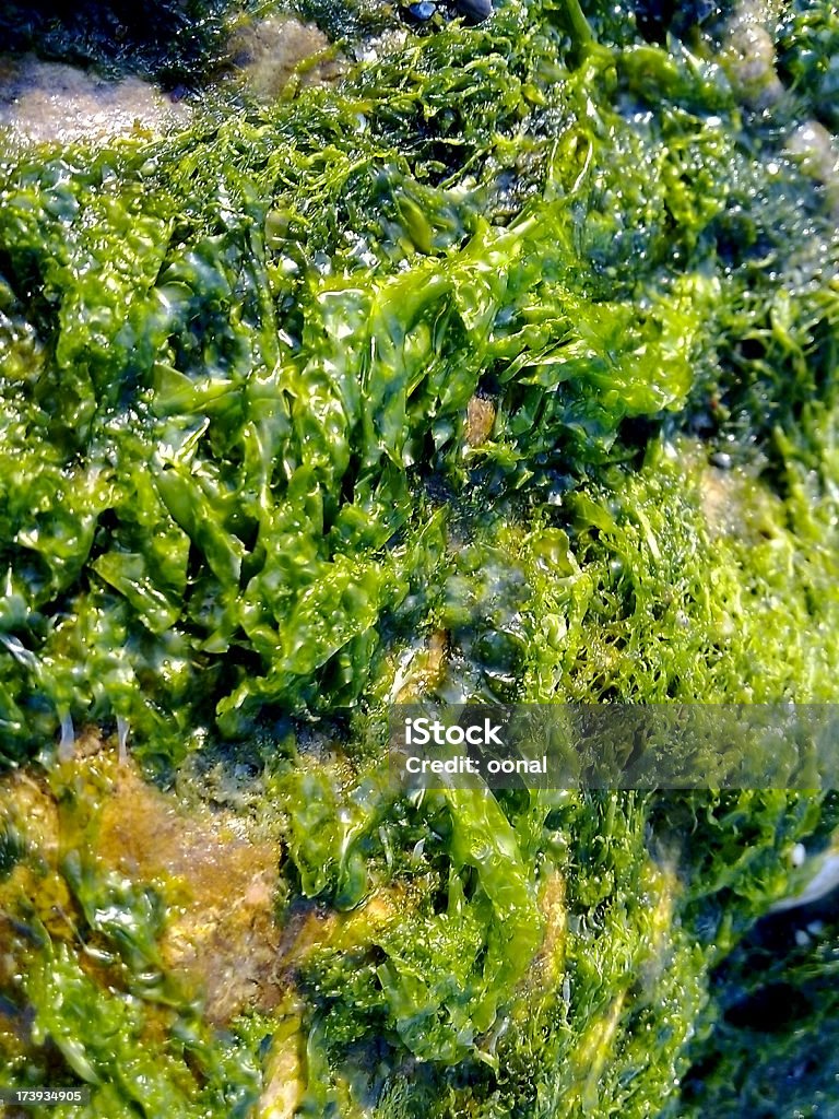 Море Флора - Стоковые фото Кулинарный жир роялти-фри