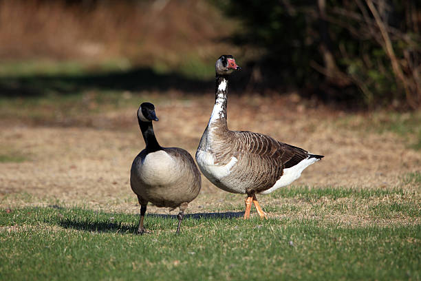 istock Canadian Geese Running on Grass 173934914