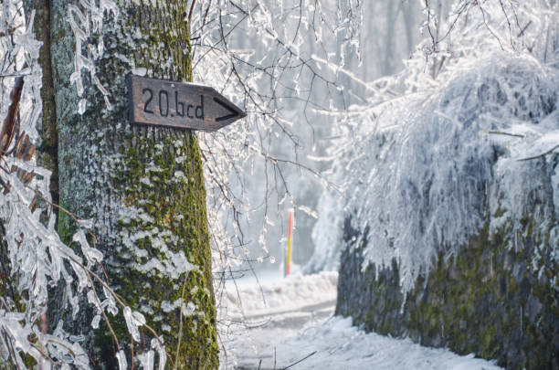 istock Forest covered with icicles after a heavy storm 1739351110