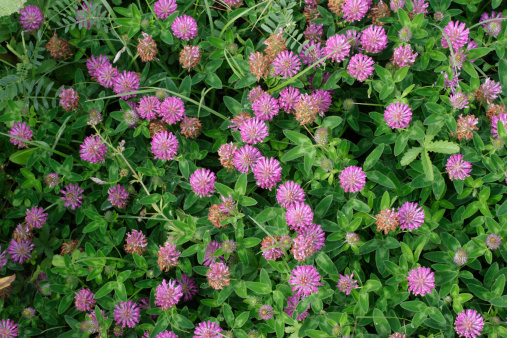 Zigzag (meadow) clover is very similar to red clover, with a zig-zagging stem and darker flowers with darker leaves that are either unmarked or barely marked.