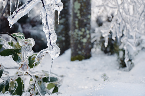 Christmas, winter background with frosty boxtree. Macro shot