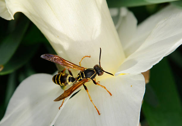 istock Wasp on Narcissus Flower 173935335