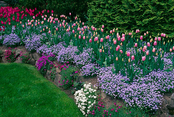 violet rose tulipes du printemps jardins de butchart de victoria, colombie-britannique - buchart gardens photos et images de collection