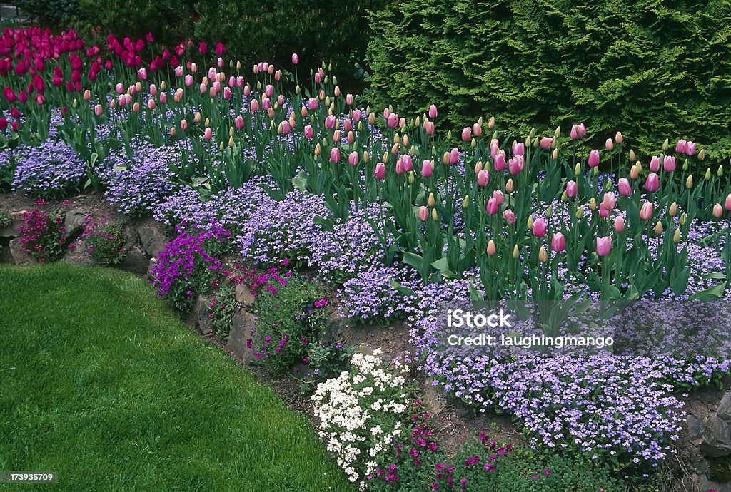 purple pink tulips spring butchart gardens victoria british columbia colorful vibrant flowers blooming  landscaping rock garden Butchart Gardens Stock Photo