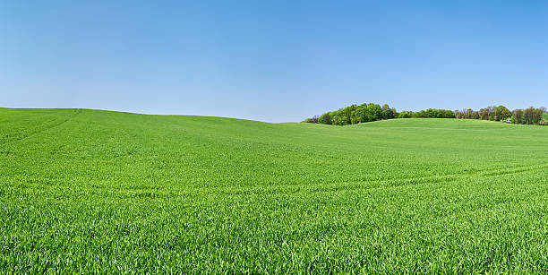 istock Spring panorama 47MPix XXXXL - meadow, blue sky 173935717