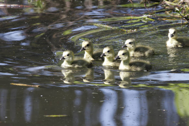 gaggle sześciu goslings kanada gęsi pływanie - bird animal flock of birds number 6 zdjęcia i obrazy z banku zdjęć