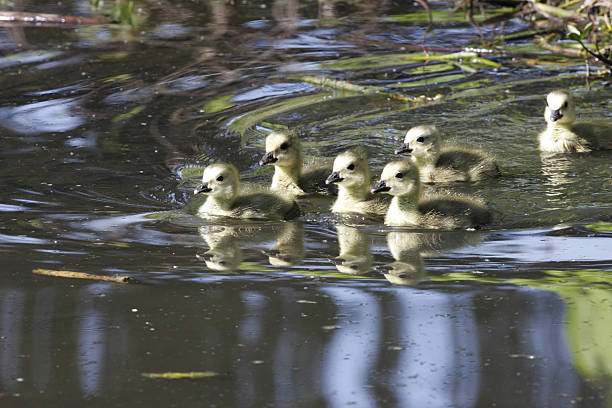 bando de seis goslings gansos de canadá natação - bird animal flock of birds number 6 - fotografias e filmes do acervo