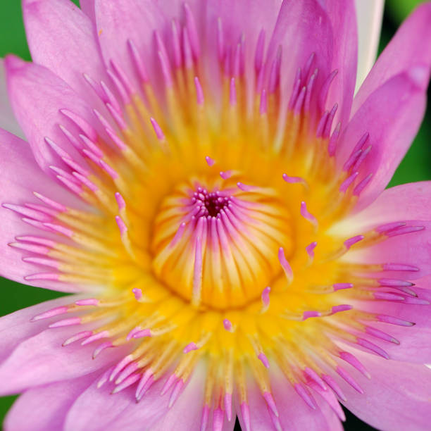 Water Lily Blossom stock photo