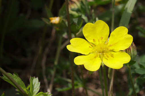 Sulphur cinquefoil (Potentilla recta) is a pretty, creeping yellow wildflower found in clumps on waste ground and in dry conditions. Macro photograph 50mm lens with 20mm extension tube.